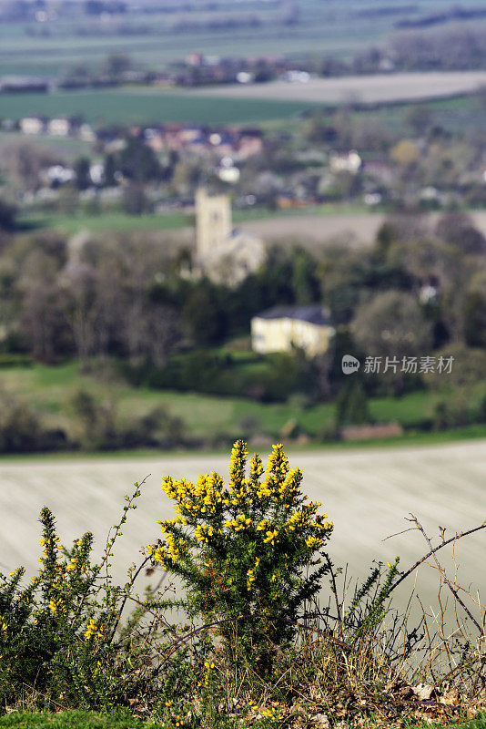 Gorse Bush和Ellesborough Church，白金汉郡